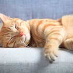 Take Back Your Home: The Smarter Way to Deal with Pests