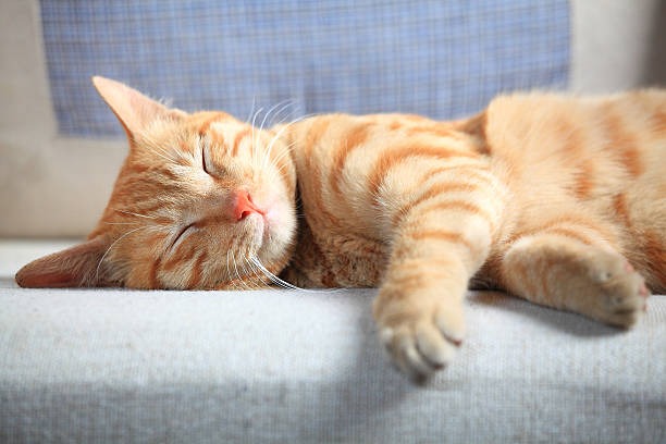 Take Back Your Home: The Smarter Way to Deal with Pests